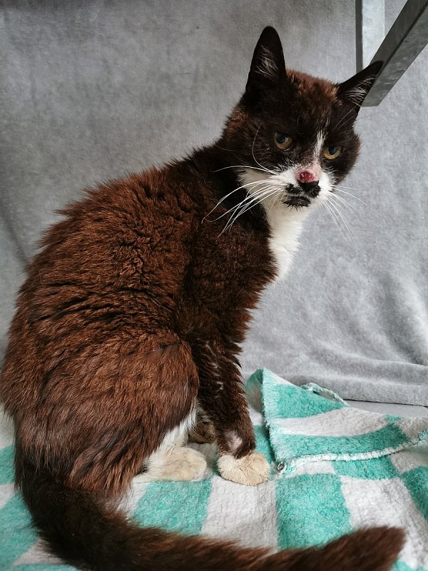 Katzendame Tiffy sucht ein neues Zuhause. - © Tierheim Gütersloh