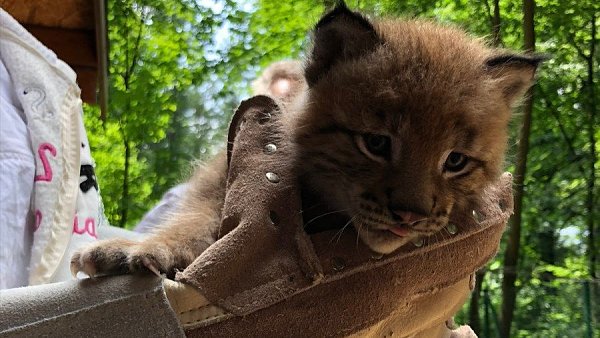 Luchs Linus als Jungtier. - © Tierpark Herford