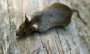 Ratten-Problem in Gütersloh – Zahl der Schädlings-Meldungen nimmt deutlich zu