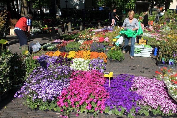 Auf Utrechts größtem Markt für Blumen- und Pflanzenliebhaber lässt sich von Schnittblumen bis Gartenpflanzen alles finden.