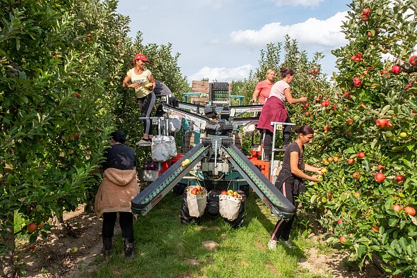 Am 14. September findet auf dem Obsthof Otte wieder der Apfeltag statt. - © Ralf Bittner