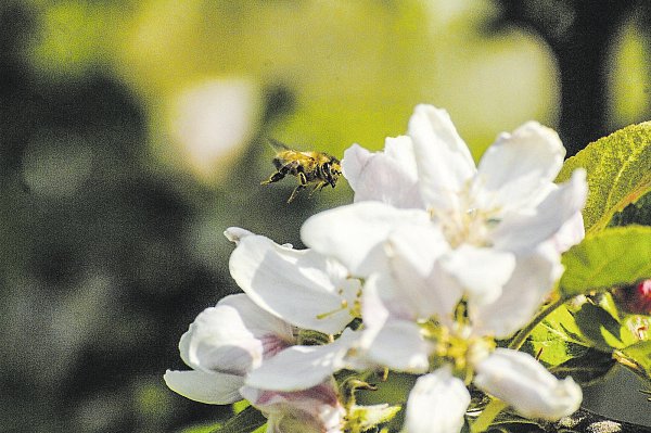 Fleißig: Eine Biene fliegt eine Apfelblüte an. Zahlreiche Wildbienenarten tummeln sich jetzt auf dem Feldern des Obsthofes Otte. - © Natalie Gottwald