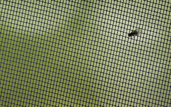 Um Mückenstichen vorzubeugen, kann man ein Fliegengitter einrichten. - © dpa