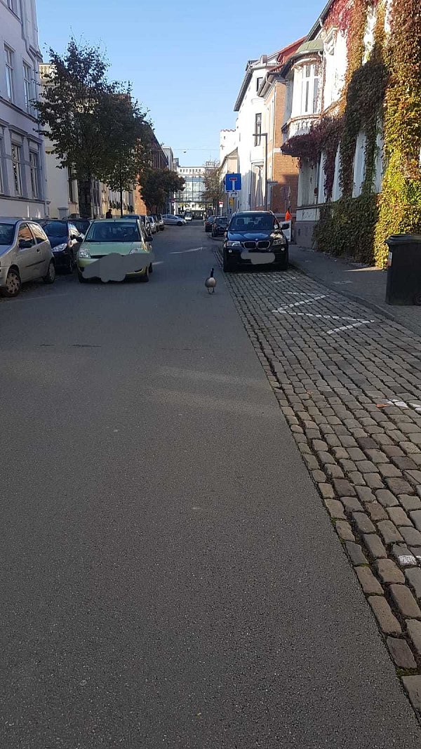 Vorsicht, Falschfahrer in Bielefeld unterwegs. - © Frauke Huhn