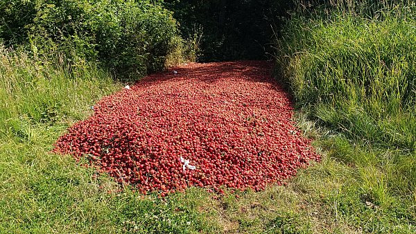 Diesen Erdbeerhaufen hat ein Spaziergänger in Kirchlengern entdeckt und fotografiert. - © Privat