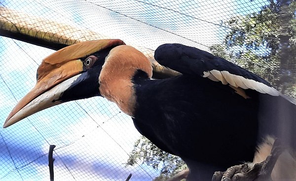 Auch ein Helmhorn-Vogel lässt sich im Vogelpark Heiligenkirchen bewundern. - © Madita Schellenberg