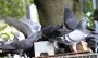 Tierschützer sind entsetzt über geköpfte Tauben in der Paderborner City