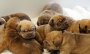 Welpenalarm im Bielefelder Tierheim: Hündin bekommt sieben Babys