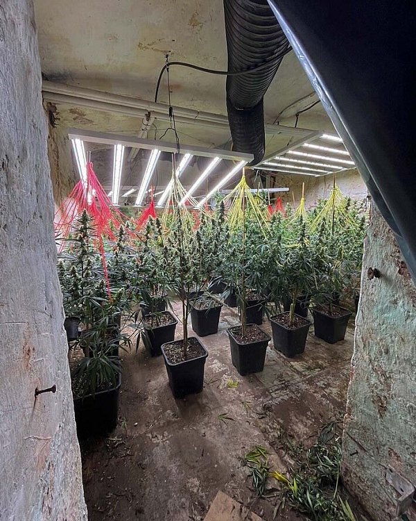 Cannabisplantage - © Lippe