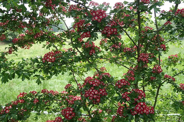 Ein echter Hingucker: Der Rotdorn steht in voller Blüte. - © Karin Wessler