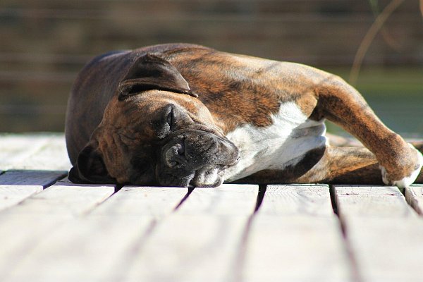 Keine Termine und leicht... und entspannt in der Sonne liegen. Zur Arbeit gehören Pausen wie zu einem Hundeleben. - © jason_M/Pixabay