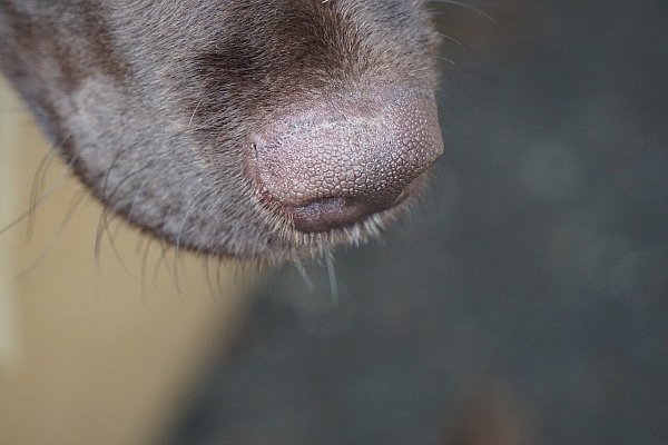 Beweisen Sie eine gute Nase für den nächsten Karriereschritt! - © Uta E./Pixabay