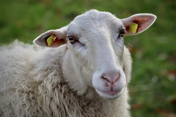 Wollte ein Mann Schafe in Lübbecke entführen? - © Symbolbild: Pixabay