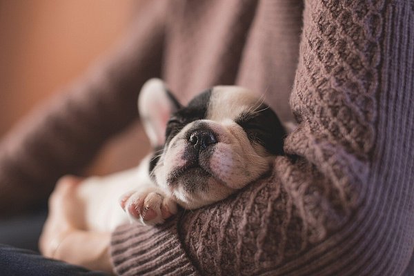 Hunde lieben Streicheleinheiten. - © Symbolfoto: Pixabay