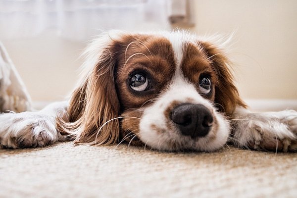 Wer kann schon diesem süßen Hundeblick widerstehen? - © Symbolfoto: Pixabay