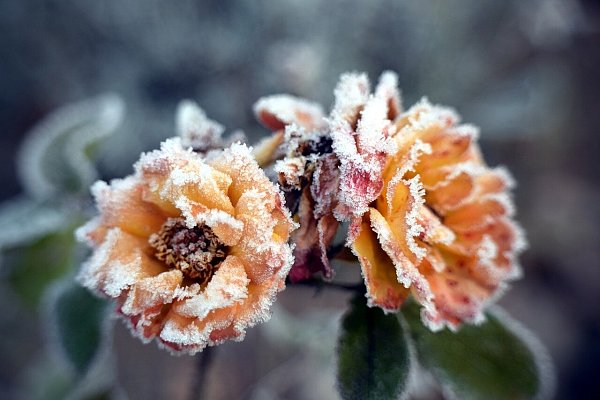Bauernregeln warnen vor den Eisheiligen, die auch Mitte Mai noch Frost und Schnee bringen können. - © Symbolbild/Pixabay