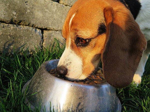 An heißen Sommertagen sollte Hunden ausreichend Wasser zur Verfügung stellen. - © Pixabay Symbolbild