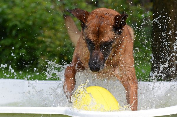 In einem Hundepool können Hunde sich von dem heißen Wetter abkühlen. Er sollte aber nie mit eiskaltem Wasser befüllt werden. - © Pixabay Symbolbild