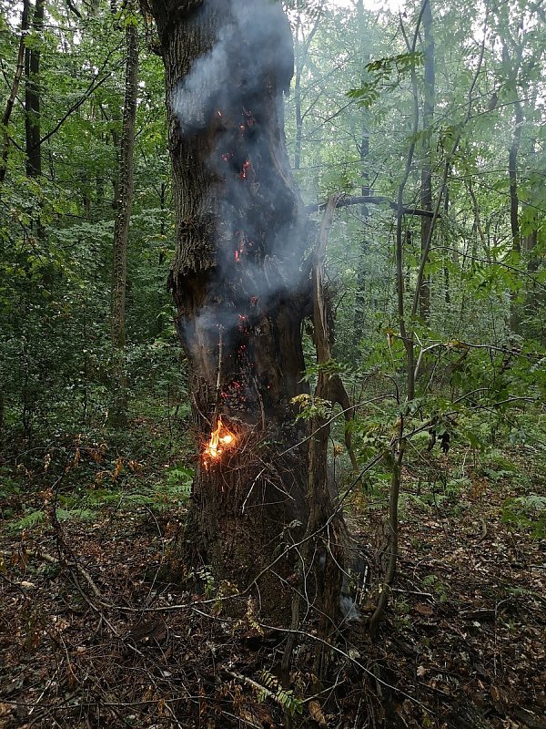 In dieser alten Eiche hatte der Blitz eingeschlagen und die Rinde bis in etwa fünf Meter Höhe in Brand gesetzt. - © Feuerwehr Herford
