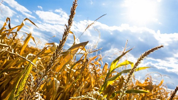 Während der Hundstage herrscht eine Sommerhitze, die auch Auswirkungen auf die Landwirtschaft haben kann. - © Pixabay Symbolbild