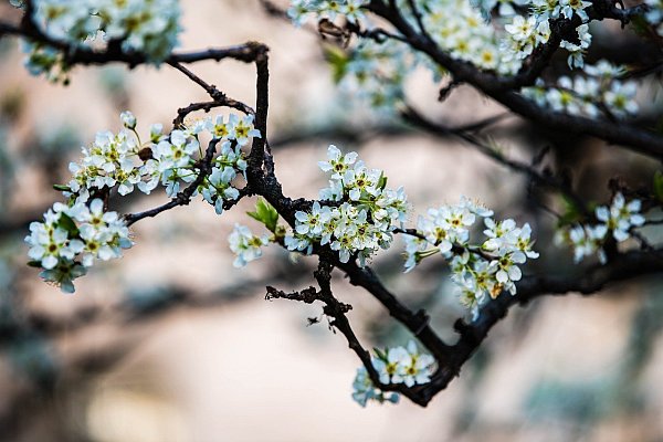 Österreichische Forschende sehen einen zetlichen Zusammenhang mit der Krötenwanderung und der Marillenblüte, zu deutsch also der Aprikosenblüte. - © Symbolbild/Pixabay