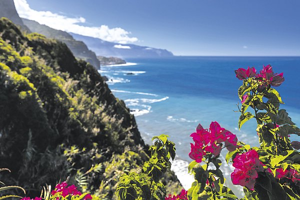 Die Falsche Witwe ist vermutlich als blinder Passagier mit Pflanzentransporten nach Deutschland gekommen. Denn ursprünglich kommt sie von den Kanarischen Inseln und Madeira. - © Getty Images/iStockphoto
