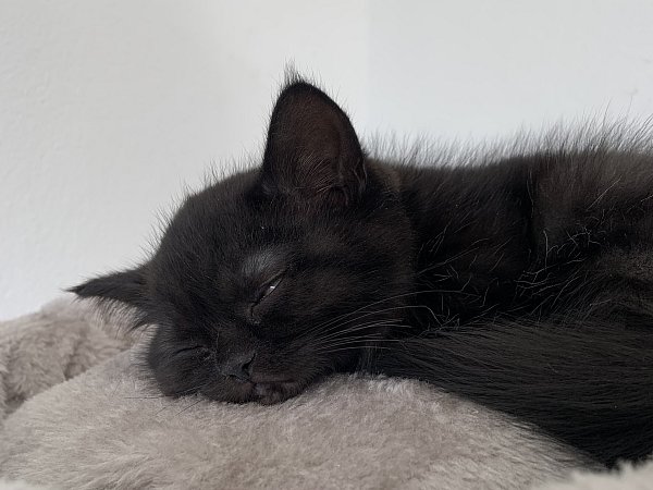 Laut dem Deutschen Tierschutzbund können sich Katzen auch mit der Vogelgrippe infizieren. - © Verena Freiberg