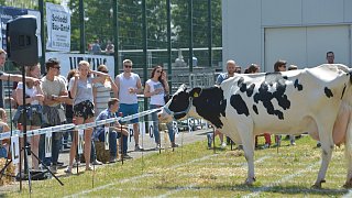Geduldsprobe beim Kuhfladen-Roulette in Gütersloh