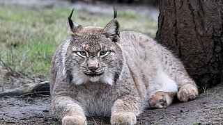 Die schönsten Fotos aus dem Tierpark Waldfrieden