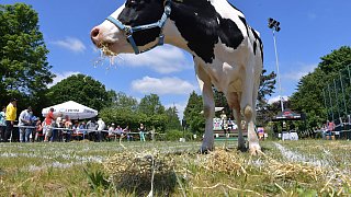 Geduldsprobe beim Kuhfladen-Roulette in Gütersloh