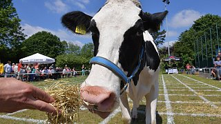 Geduldsprobe beim Kuhfladen-Roulette in Gütersloh