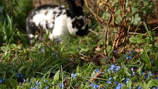Kreis Höxter: NW-Fotoaktion Frühlingsanfang im Garten