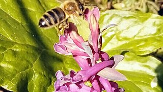 Kreis Höxter: NW-Fotoaktion Frühlingsanfang im Garten