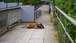 Bielefeld: 17-jähriger Bielefelder stirbt nach Messerattacke am Schelpmilser Weg