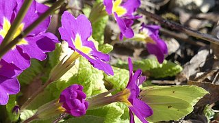Kreis Höxter: NW-Fotoaktion Frühlingsanfang im Garten