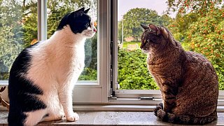 Die niedlichsten Katzen Bielefelds