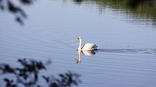 Löhne: Taucher in der Werre