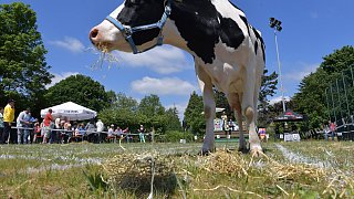 Geduldsprobe beim Kuhfladen-Roulette in Gütersloh