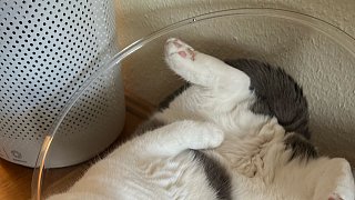 Die lustigsten Katzenfotos