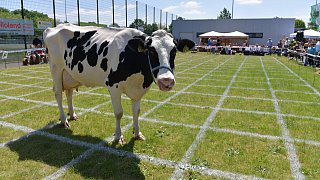 Geduldsprobe beim Kuhfladen-Roulette in Gütersloh