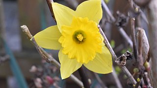 Kreis Höxter: NW-Fotoaktion Frühlingsanfang im Garten