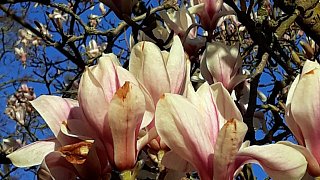 Kreis Höxter: NW-Fotoaktion Frühlingsanfang im Garten