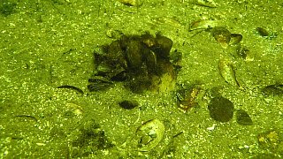 Löhne: Taucher in der Werre