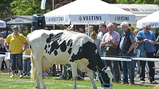 Geduldsprobe beim Kuhfladen-Roulette in Gütersloh