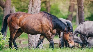 Senner Pferde in der Moosheide