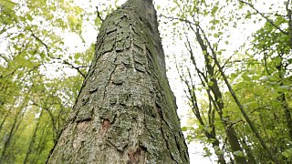 Herford: Im Hombergwald treibt ein schädlicher Pilz sein Unwesen
