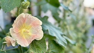 Bielefeld: Stockrosen-Schönheiten am Wegesrand mit Hummel-Besuch