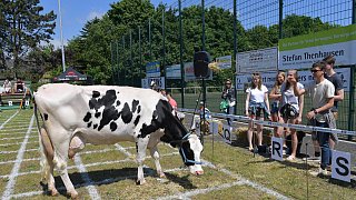 Geduldsprobe beim Kuhfladen-Roulette in Gütersloh