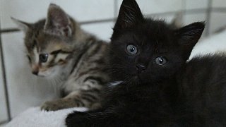 Paderborn: Viele Katzen warten im Tierheim auf ein neues Zuhause