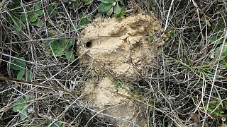 Sandbienen im Kreis Gütersloh entdeckt